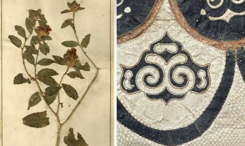 DYE PLANTS FROM THE AMUR RIVER